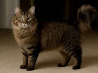 Gato raça SRD-ViraLata idade 5 anos nome Alice Oliveira Garcia 