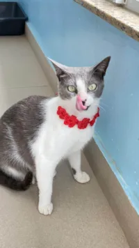 Gato ra a SRD-ViraLata idade 2 anos nome LUNA