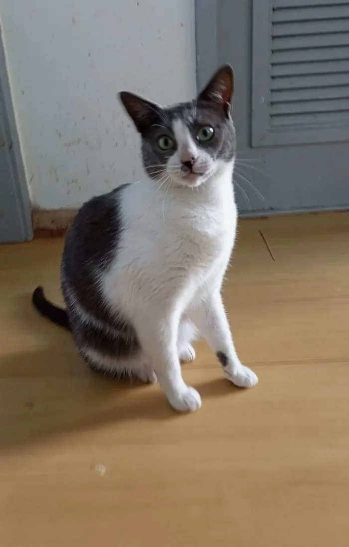 Gato ra a SRD-ViraLata idade 2 anos nome LUNA