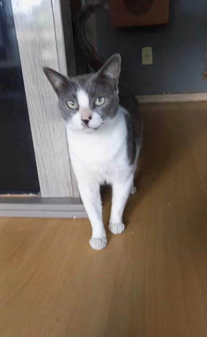 Gato ra a SRD-ViraLata idade 2 anos nome LUNA