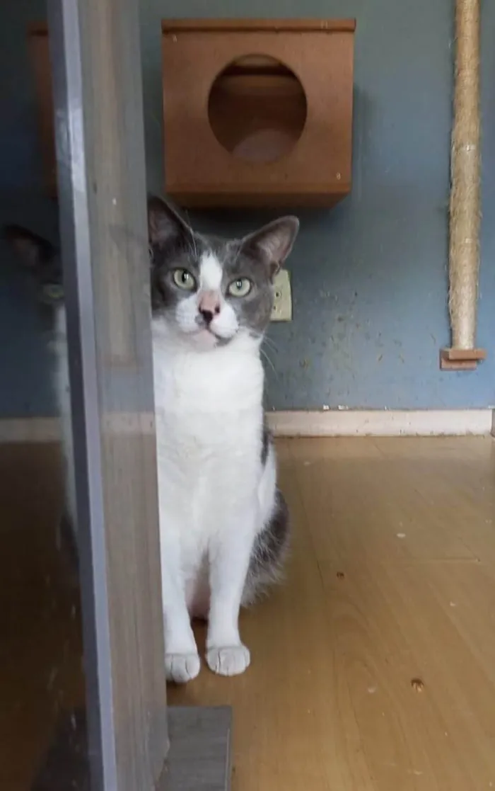 Gato ra a SRD-ViraLata idade 2 anos nome LUNA