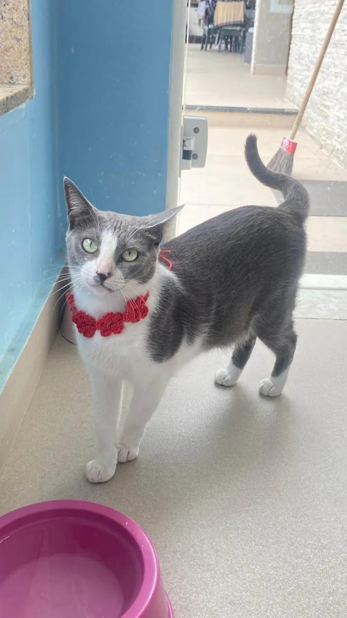 Gato ra a SRD-ViraLata idade 2 anos nome LUNA