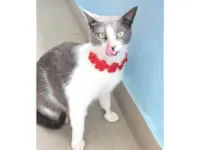 Gato ra a SRD-ViraLata idade 2 anos nome LUNA