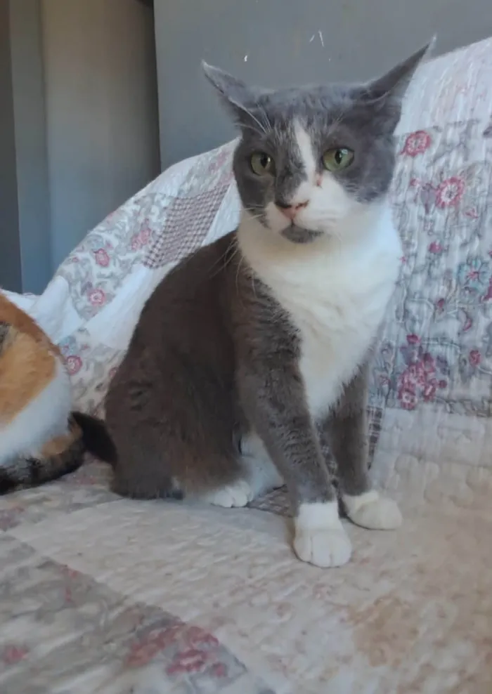 Gato ra a SRD-ViraLata idade 2 anos nome SOPHIE