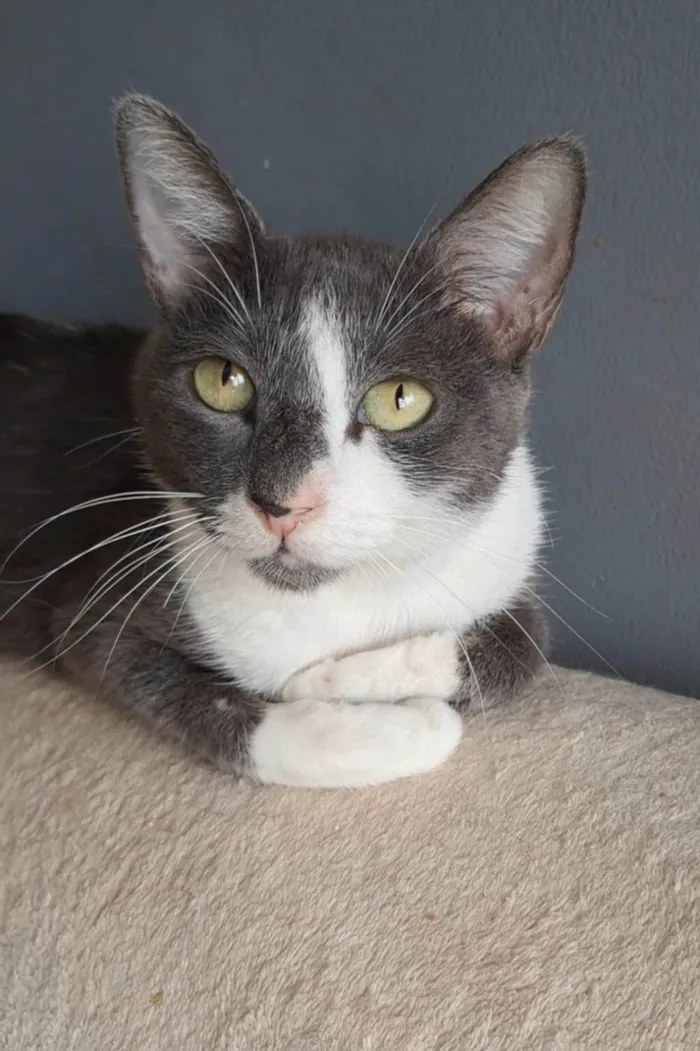 Gato ra a SRD-ViraLata idade 2 anos nome SOPHIE