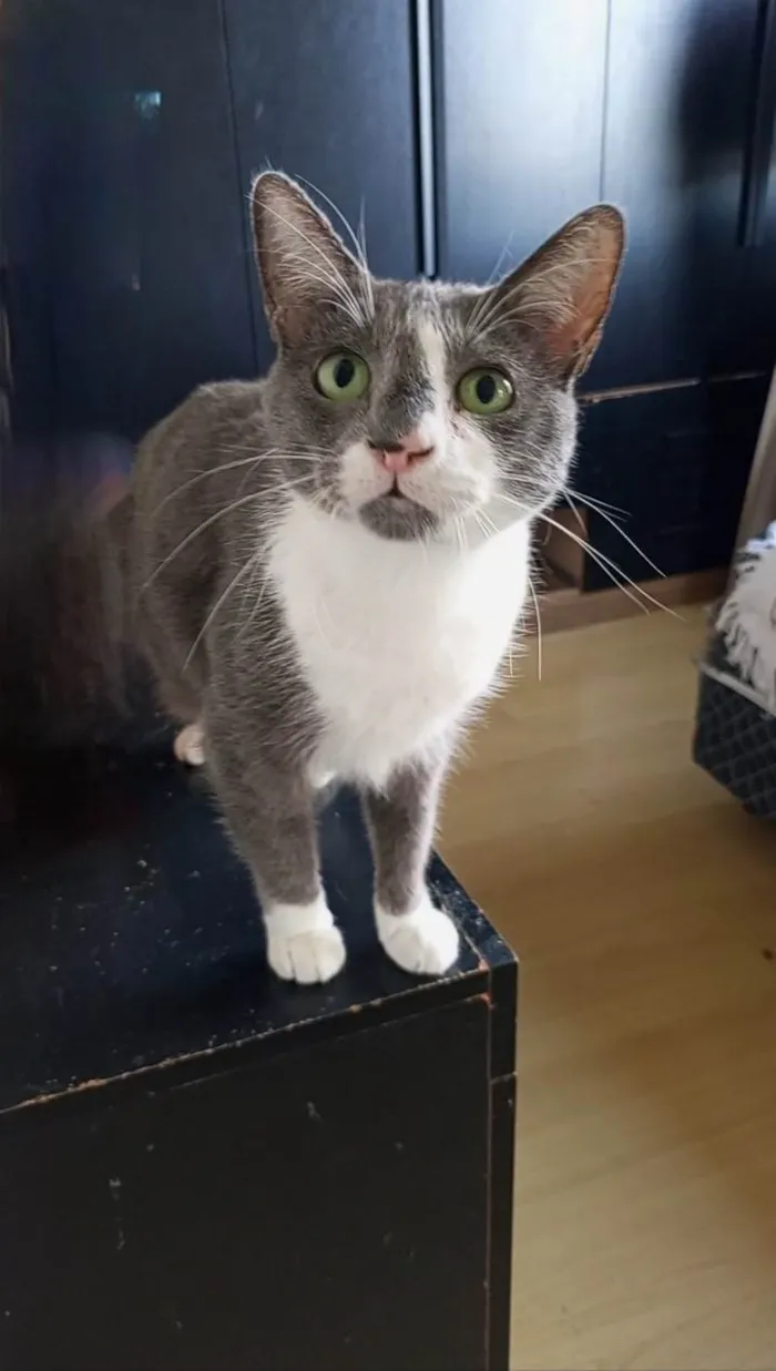 Gato ra a SRD-ViraLata idade 2 anos nome SOPHIE