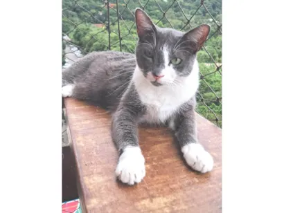 Gato ra a SRD-ViraLata idade 2 anos nome SOPHIE