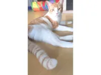 Gato ra a SRD-ViraLata idade 7 a 11 meses nome JOSÉ 