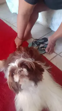 Cachorro ra a Shitzu idade 7 a 11 meses nome Fred 