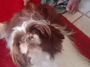 Cachorro raça Shitzu idade 7 a 11 meses nome Fred 