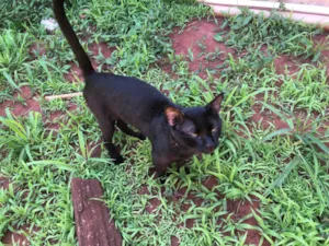 Gato raça SRD-ViraLata idade 1 ano nome Indiana Jones
