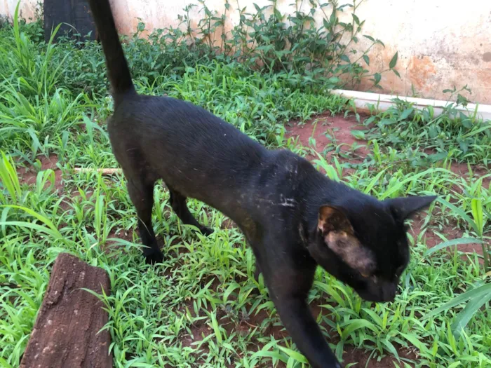 Gato ra a SRD-ViraLata idade 1 ano nome Indiana Jones