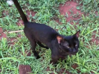 Gato ra a SRD-ViraLata idade 1 ano nome Indiana Jones