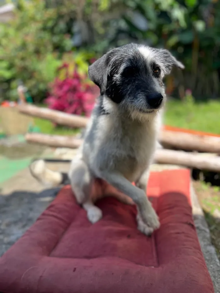 Cachorro ra a SRD-ViraLata idade 6 ou mais anos nome Onda 