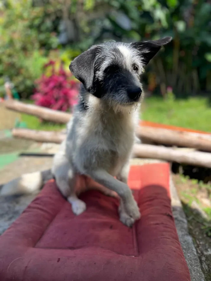 Cachorro ra a SRD-ViraLata idade 6 ou mais anos nome Onda 