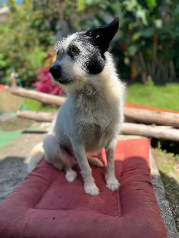 Cachorro ra a SRD-ViraLata idade 6 ou mais anos nome Onda 