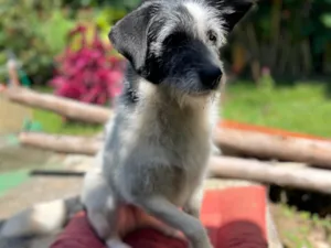 Cachorro raça SRD-ViraLata idade 6 ou mais anos nome Onda 