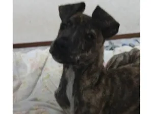 Cachorro raça SRD-ViraLata idade 7 a 11 meses nome Thor 