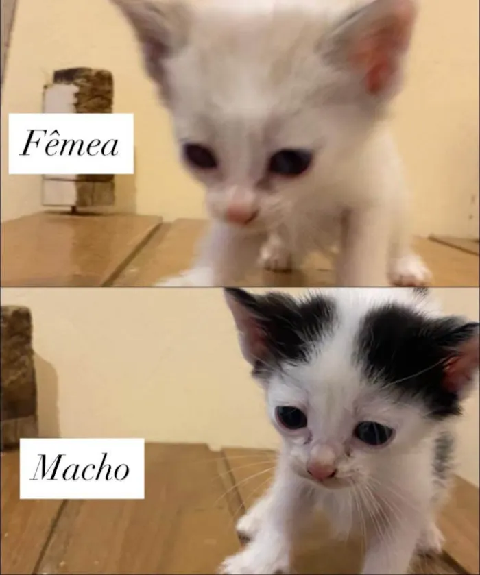 Gato ra a SRD-ViraLata idade Abaixo de 2 meses nome Filhotes