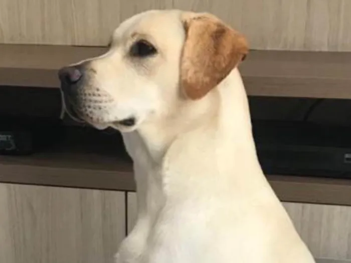 Cachorro ra a Labrador idade 6 ou mais anos nome Luna