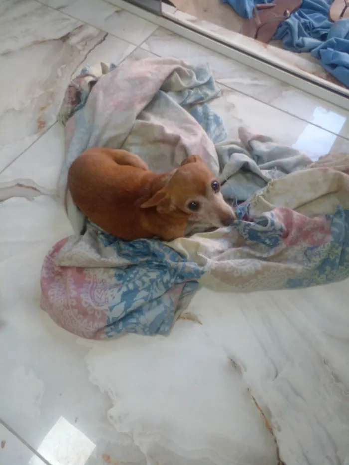 Cachorro ra a Pinscher idade 6 ou mais anos nome Pitchula