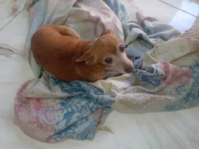 Cachorro raça Pinscher idade 6 ou mais anos nome Pitchula