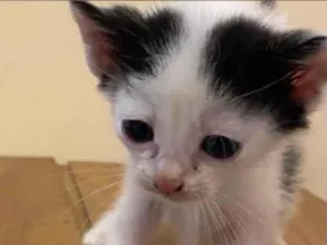 Gato raça SRD-ViraLata idade Abaixo de 2 meses nome Filhotes