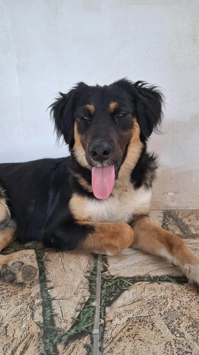 Cachorro ra a SRD-ViraLata idade 1 ano nome SEM NOME