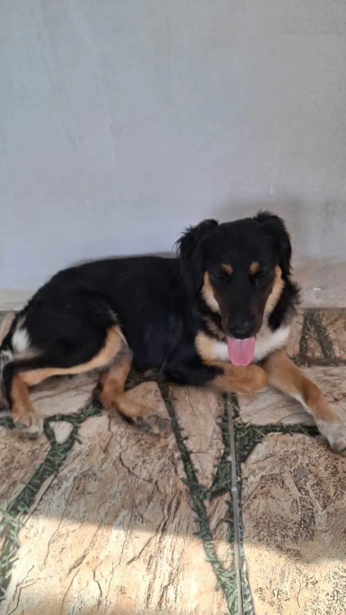 Cachorro ra a SRD-ViraLata idade 1 ano nome SEM NOME