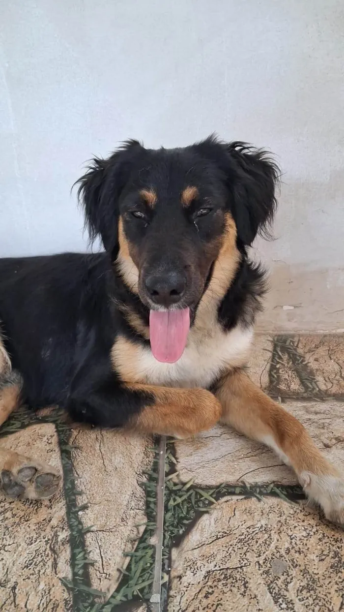 Cachorro ra a SRD-ViraLata idade 1 ano nome SEM NOME