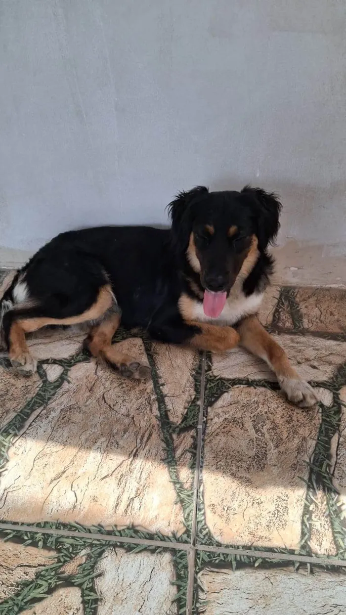 Cachorro ra a SRD-ViraLata idade 1 ano nome SEM NOME