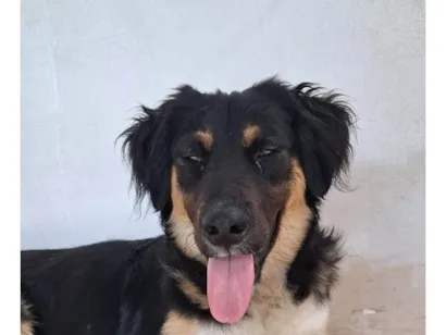 Cachorro raça SRD-ViraLata idade 1 ano nome SEM NOME
