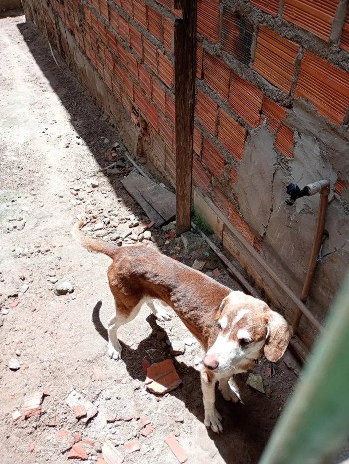 Cachorro ra a SRD-ViraLata idade 2 a 6 meses nome Gregue