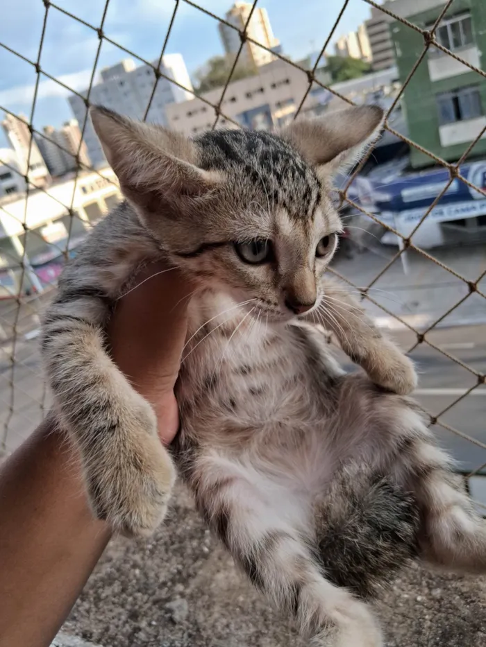 Gato ra a SRD-ViraLata idade 2 a 6 meses nome Caneca/Caolho/Totosa