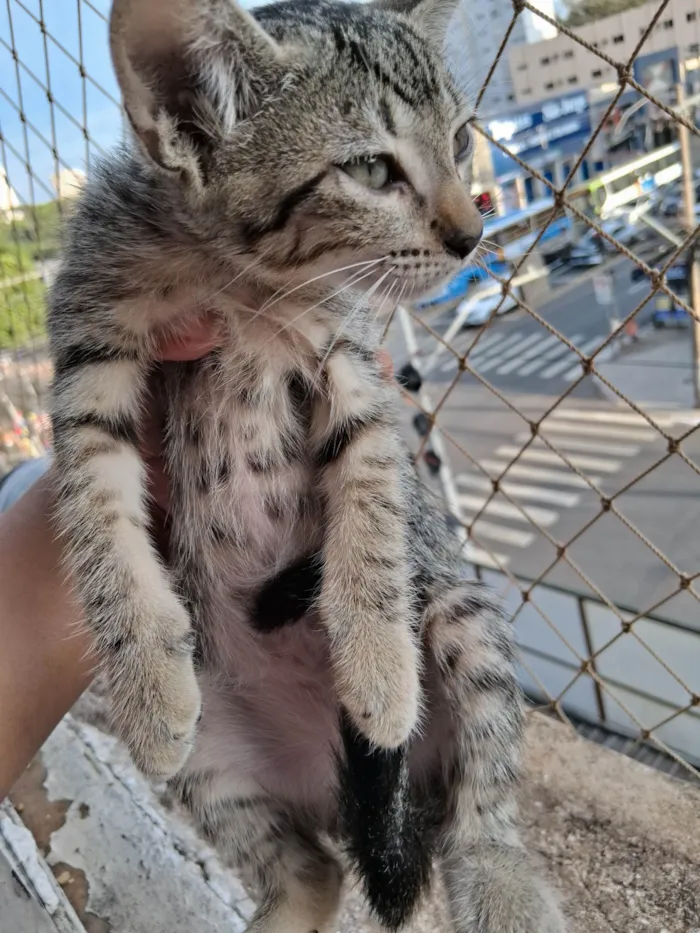 Gato ra a SRD-ViraLata idade 2 a 6 meses nome Caneca/Caolho/Totosa