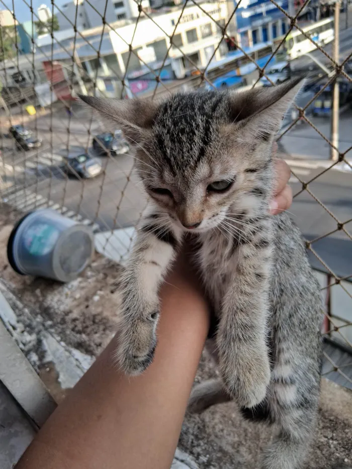 Gato ra a SRD-ViraLata idade 2 a 6 meses nome Caneca/Caolho/Totosa