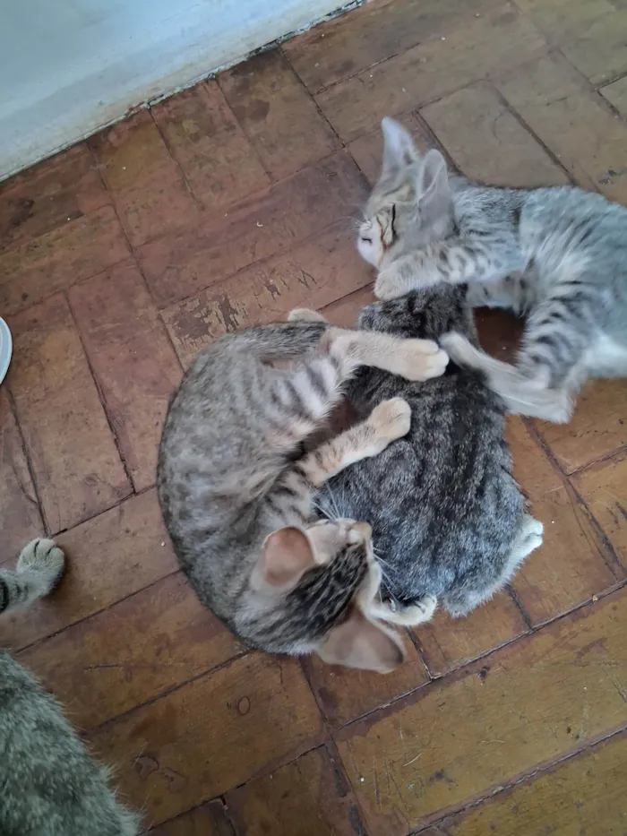 Gato ra a SRD-ViraLata idade 2 a 6 meses nome Caneca/Caolho/Totosa