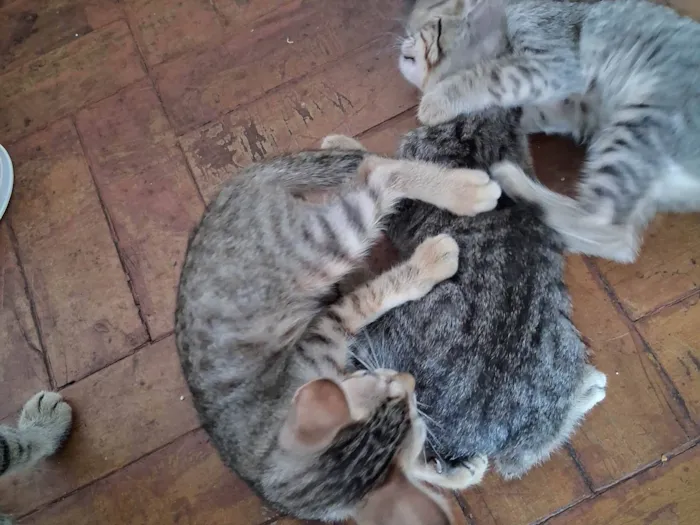 Gato ra a SRD-ViraLata idade 2 a 6 meses nome Caneca/Caolho/Totosa