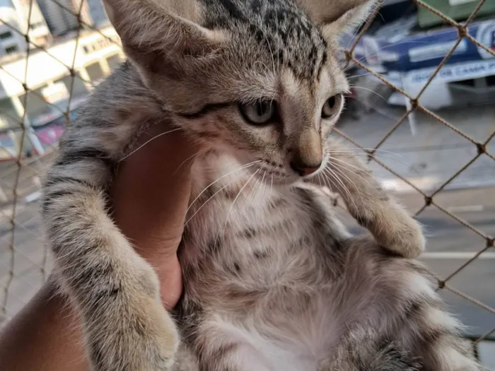 Gato ra a SRD-ViraLata idade 2 a 6 meses nome Caneca/Caolho/Totosa
