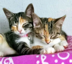 Gato raça SRD-ViraLata idade 2 a 6 meses nome MA E MI TRICOLOR