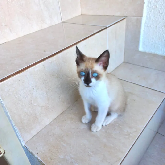 Gato ra a Siamês idade 2 a 6 meses nome Blue bb2meses