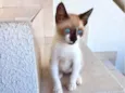 Gato raça Siamês idade 2 a 6 meses nome Blue bb2meses