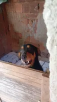 Cachorro ra a SRD-ViraLata idade 1 ano nome Luna
