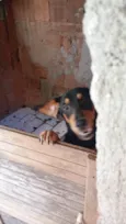 Cachorro ra a SRD-ViraLata idade 1 ano nome Luna