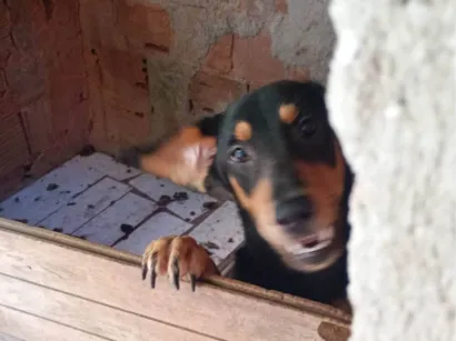 Cachorro raça SRD-ViraLata idade 1 ano nome Luna