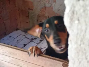 Cachorro ra a SRD-ViraLata idade 1 ano nome Luna
