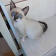 Gato ra a Siamês idade Abaixo de 2 meses nome Momo bb2meses Linda 