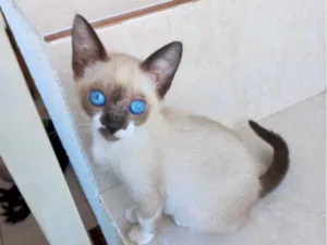 Gato ra a Siamês idade Abaixo de 2 meses nome Momo bb2meses Linda 