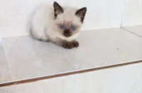 Gato ra a Siamês idade Abaixo de 2 meses nome Kimi bb50dias 