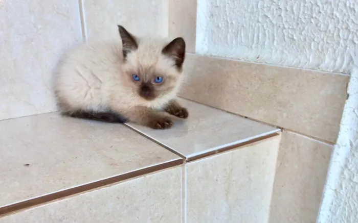 Gato ra a Siamês idade Abaixo de 2 meses nome Kimi bb50dias 
